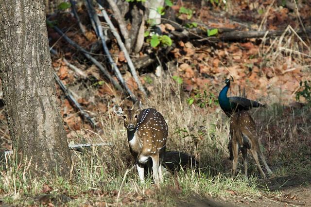 013 Kanha Nationaal Park, Chital met Pauw.jpg